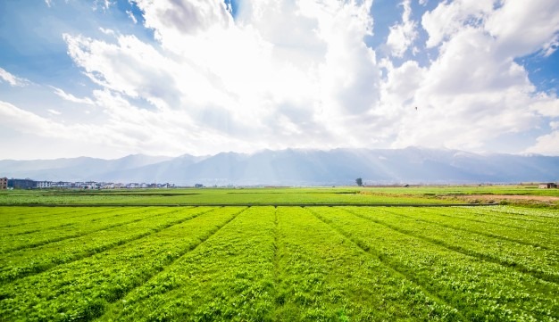 nfe para produtor rural